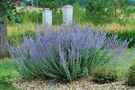 Maybe you would like to learn more about one of these? Russian Sage For Your Pollinator Garden Honey Bee Suite