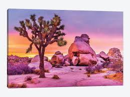 The joshua tree national park poster is an original work by robert decker and features the surreal geologic formations and the iconic joshua tree for which the park is named. Joshua Tree National Park X Canvas Art Print By Susanne Kremer Icanvas