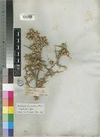 Image result for Berkheya zeyheri