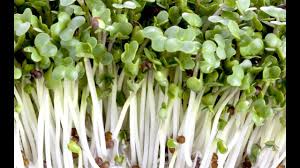 While broccoli is considered a healthy food for humans, it has less available nutrition for cats, and in excess, it can actually cause certain side effects. Broccoli Sprouts Sproutpeople