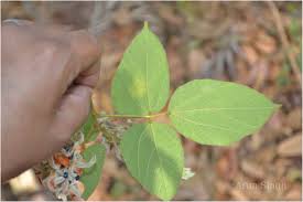 Image result for Rhynchosia hirta