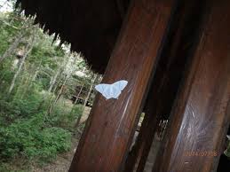 We did not find results for: Pure White Moth Picture Of Treehouse Lodge Payorote Tripadvisor