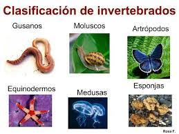 Pin De Eli Perez En Educacion Animales Invertebrados Imagenes De Animales Vertebrados Vertebrados E Invertebrados