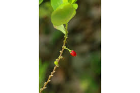 Image result for Erythroxylum