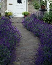 Hidcote Blue English Lavender English Lavender Plant Lavender Garden Garden Shrubs