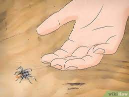 Determine if it is a poisonous spider such as the black widow or brown recluse. 3 Ways To Kill Spiders When You Have Arachnophobia Wikihow