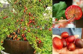 There are splendid, whole trees nowadays € english oaks, a north american red oak entrance the centre, limes € how well to illustrate borders overdrive with british woodland hedgerow natives: Red Centre Lime Limited Rehan Rare Exotic Garden Facebook