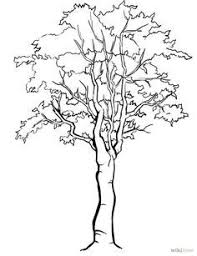 Draw A Detailed Tree Leer Tekenen Tekenen Aquarel