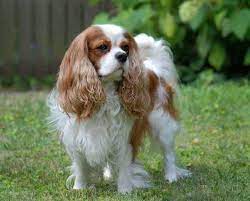 How much is a king charles spaniel. Cavalier King Charles Spaniel Price Cost Of Ownership