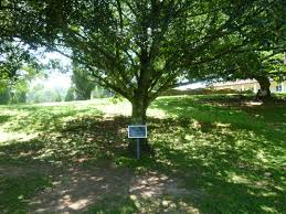 Image result for Ebenaceae