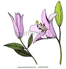 Stock Vector Vector Pink Lily Floral Botanical Flower Wild Spring Leaf Wildflower Isolated Engraved Ink Art Is Botanical Flowers Floral Botanical Pink Lily