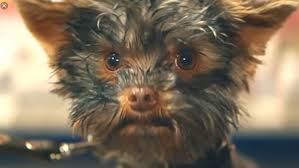 Om het tekort van meer dan 6000 vacatures te dichten. Het Allermooiste Hondje Frekkel Van De Staatsloterij Reclame Hondjes Dieren Teckels