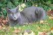 Korat Cats | Korat Cat Breed Info & Pictures | PetMD