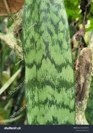 Image result for Sansevieria hyacinthoides