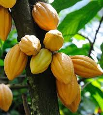 Epingle Sur Arbre Fruitier