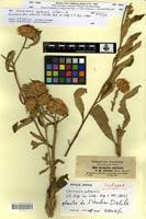 Image result for Vernonia adoensis