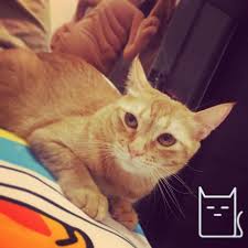 The 25 cutest cats you can follow online. Meme Face Cat Memefacecat Meme Cat Feline Meow Meowmeow Facebook