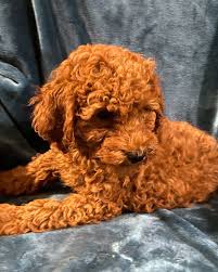 In the last 15 years, poodle mixes, commonly while doodles have existed for roughly 70 years, they really came into the spotlight about 20 to 30. Available Irish Doodle Goldendoodle Doodle Setter Puppies By Oak Hill Farm Doodles In North Carolina