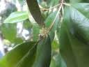 Image result for Croton pseudopulchellus