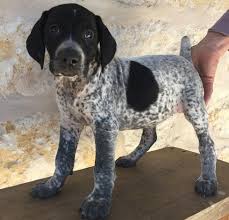 We'll discuss the german shorthair breed in detail here. German Shorthaired Pointer Puppies For Sale Columbia Sc 285920
