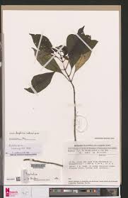 Image result for Rytigynia umbellulata