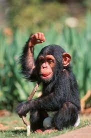 Baby Chimpanzee Baby Chimpanzee Chimpanzee Monkeys Funny