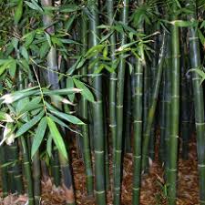 Image result for Dialium englerianum