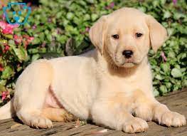 The adoption fee of $499 covers all transportation expenses, shots, deworming, and spaying or neutering fees. Yellow Labrador Retriever Puppies For Sale Puppy Adoption Keystone Puppies