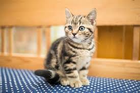 This cat breed is very popular in blue and white color combination. Fascinating Facts About Domestic Shorthair Cats Cat Appy