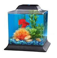 Aqueon aquarium fish tank best betta tank: The 25 Best Betta Fish Tanks Of 2020 Pet Life Today