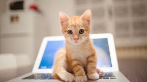 Kitten Cat Cute 8k Horizontal Cats And Kittens Cats Cat Wallpaper