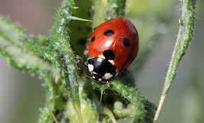 When you see evidence of cockroaches in your home, your first inclination may be to reach for the strongest bug spray you if you choose to use another type of pesticide, keep the following safety tips in mind Eco Friendly Pest Control In Washington D C Lawnstarter