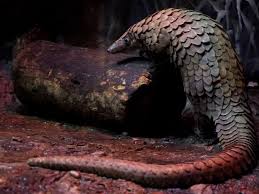 Biggie, a pangolin at the. How The Coronavirus Jumped To Humans Is A Story As Old As Evolution The Spokesman Review