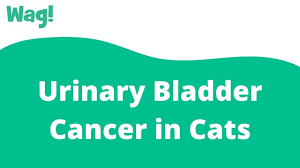 It is important to differentiate bladder cancer from a urinary tract infection and urinary tract stones, which may cause similar symptoms. Urinary Bladder Cancer In Cats Symptoms Causes Diagnosis Treatment Recovery Management Cost