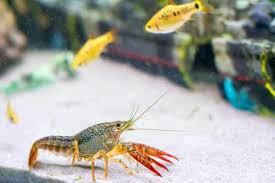 Check spelling or type a new query. Lagosta Crustaceo Decapode Criada Em Aquario Juntamente Com Peixes Crustaceans Animals Of The World Animals