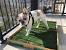 Turf Dogs Lacrosse