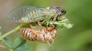 Cicadas also leave behind cast here's what you can do to prepare for a possible cicada swarm—and why you should avoid harming. The Search For Britain S Only Native Species Of Cicada Bbc News