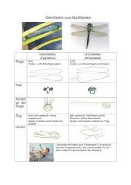 Kleinlibellen Und Grosslibellen Unterrichtsmaterial Im Fach Biologie In 2020 Libelle Biologie Unterrichtsmaterial