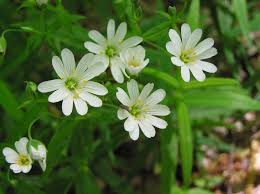 Image result for Stellaria sennii