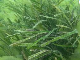 Image result for Zosteraceae