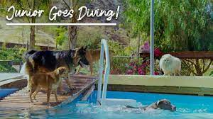 We leverage cloud and hybrid datacenters, giving you the speed and security of nearby vpn services, and the ability to leverage services provided in a remote location. Watch Junior Go Diving Youtube