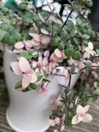 It's super cute with its pink and green leaves and on top your plant we grow and package our plants with the utmost care. Any Propagation Tips For Callisia Repens Just Stick The Cutting Back In Soil Or Root Them In Water First Houseplants