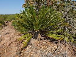 Image result for Encephalartos senticosus