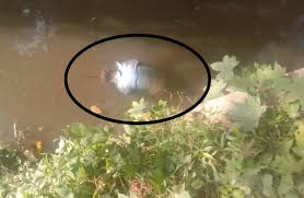 হাটহাজারীতে ডোবাতে ফের অজ্ঞাত মরদেহ, ২৪ ঘন্টার লাশের সংখ্যা ৩ | Barta Bazar