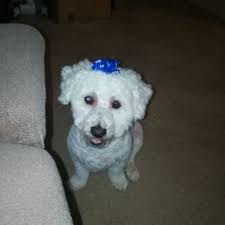 DIAMOND IN THE RUFF PET SALON