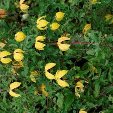 We did not find results for: Clematis Bill Mackenzie