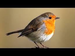 Canto Del Pettirosso Erithacus Rubecula Youtube Erithacus Rubecula Pettirossi Natura