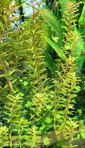 Image result for Hydrilla verticillata
