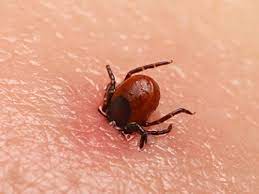 Tique présente sous l'œil © france lyme. Comment Reconnaitre Une Piqure De Tique Solution Cimex