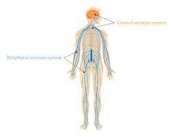 We did not find results for: Lesson Explainer The Central Nervous System Nagwa